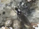 Thambemyia borealis