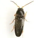 Thambus horni - photo 4
