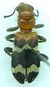 Dubious Checkered Beetle