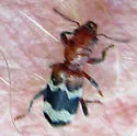 Dubious Checkered Beetle - photo 2