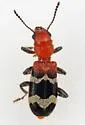 Dubious Checkered Beetle - photo 3
