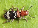 Dubious Checkered Beetle - photo 4