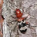 Dubious Checkered Beetle - photo 5