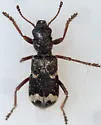 Thanasimus nubilus - photo 3