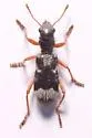 Thanasimus nubilus - photo 4