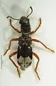 Thanasimus nubilus - photo 5