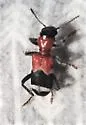 Thanasimus repandus