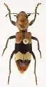 Thanasimus trifasciatus