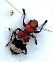 Thanasimus trifasciatus - photo 2