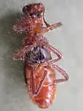 Thanasimus undatulus - photo 2