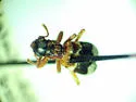 Thanasimus undatulus - photo 3