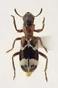 Thanasimus undatulus - photo 5