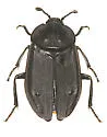 Thanatophilus coloradensis