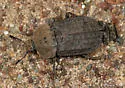 Northern Carrion Beetle