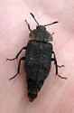 Northern Carrion Beetle - photo 2