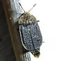 Northern Carrion Beetle - photo 3