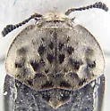 Northern Carrion Beetle - photo 4