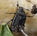 Northern Carrion Beetle - photo 5
