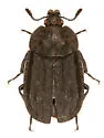 Thanatophilus sagax