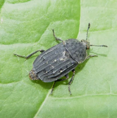 Thanatophilus sinuatus