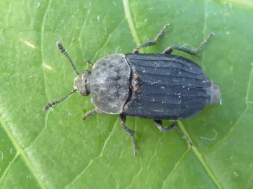 Thanatophilus sinuatus - photo 2