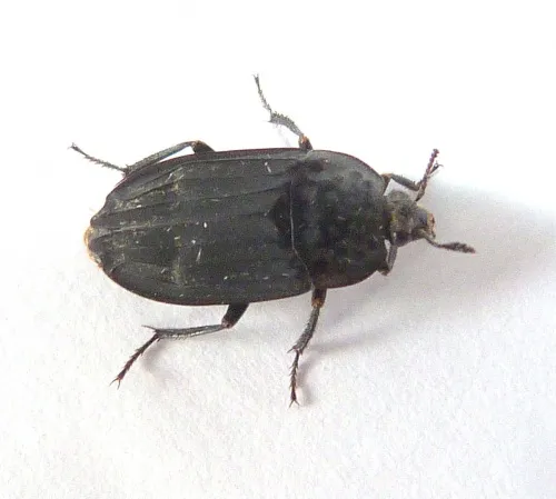 Thanatophilus sinuatus - photo 3