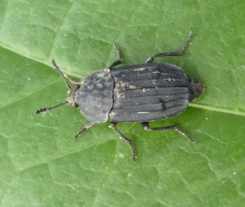 Thanatophilus sinuatus - photo 4