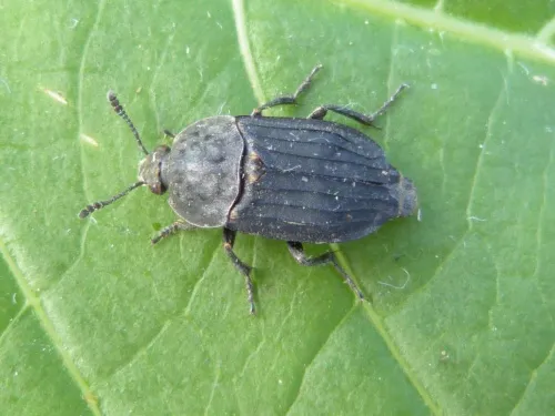 Thanatophilus sinuatus - photo 5