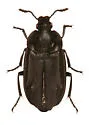 Thanatophilus trituberculatus