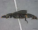 Thanatophilus trituberculatus - photo 3
