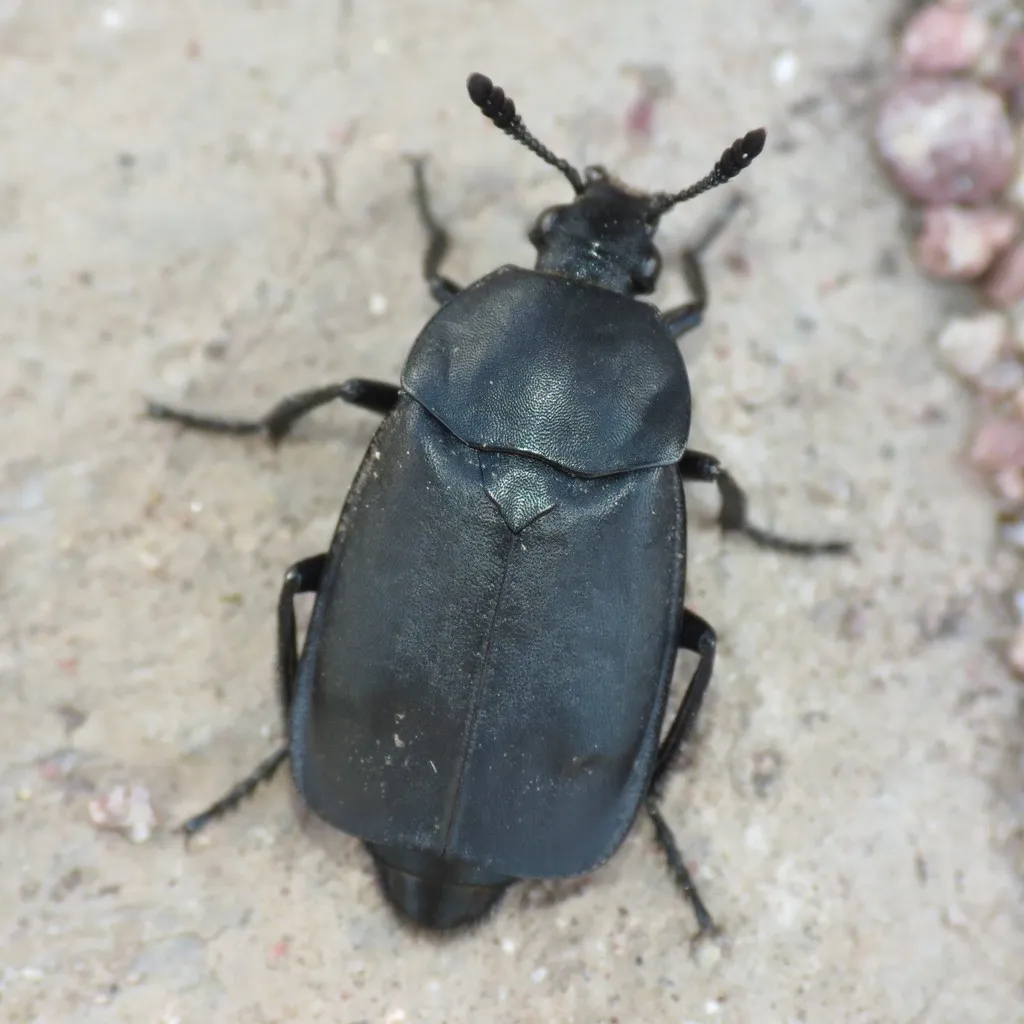 Thanatophilus truncatus - photo 2