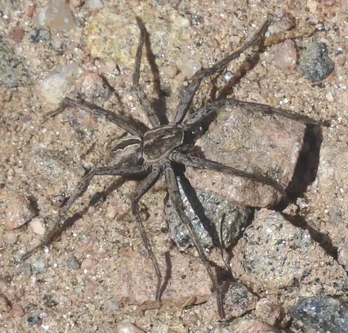 Thanatus altimontis