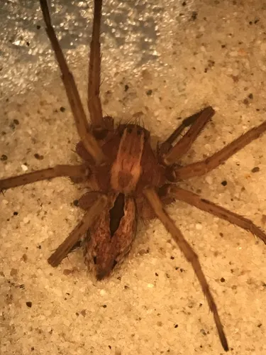 Thanatus coloradensis