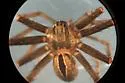 Lance-backed Crab Spider