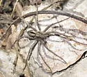 Lance-backed Crab Spider - photo 2