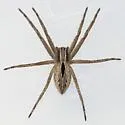 Lance-backed Crab Spider - photo 3