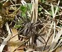 Lance-backed Crab Spider - photo 4