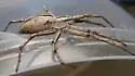 Lance-backed Crab Spider - photo 5