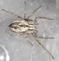 Thanatus rubicellus