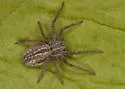Thanatus striatus