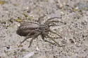 Thanatus striatus - photo 2