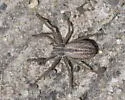Thanatus striatus - photo 3