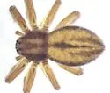 Thanatus striatus - photo 4