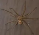 Thanatus vulgaris