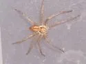 Thanatus vulgaris - photo 4
