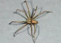 Thanatus vulgaris - photo 5