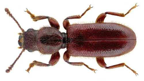 Thaneroclerus buquet