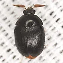 Thaumaglossa americana - photo 2