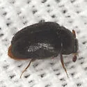 Thaumaglossa americana - photo 3