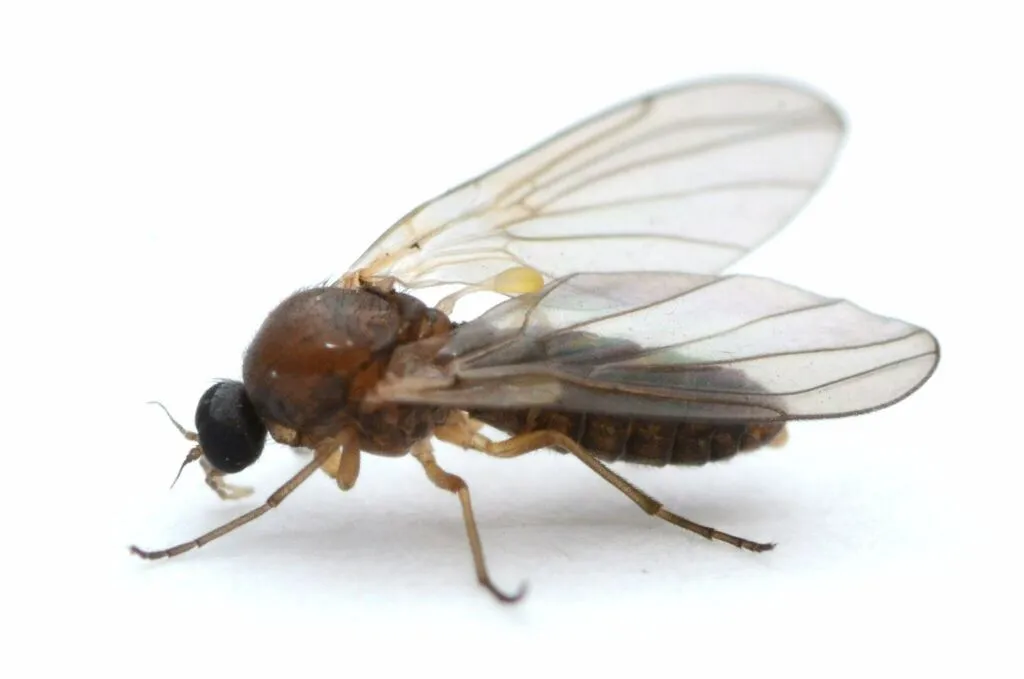 Trickle Midges - photo 2